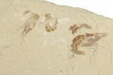 2.9" Cretaceous Crusher Fish (Coccodus) With 14 Shrimp - Lebanon - #202115-5
